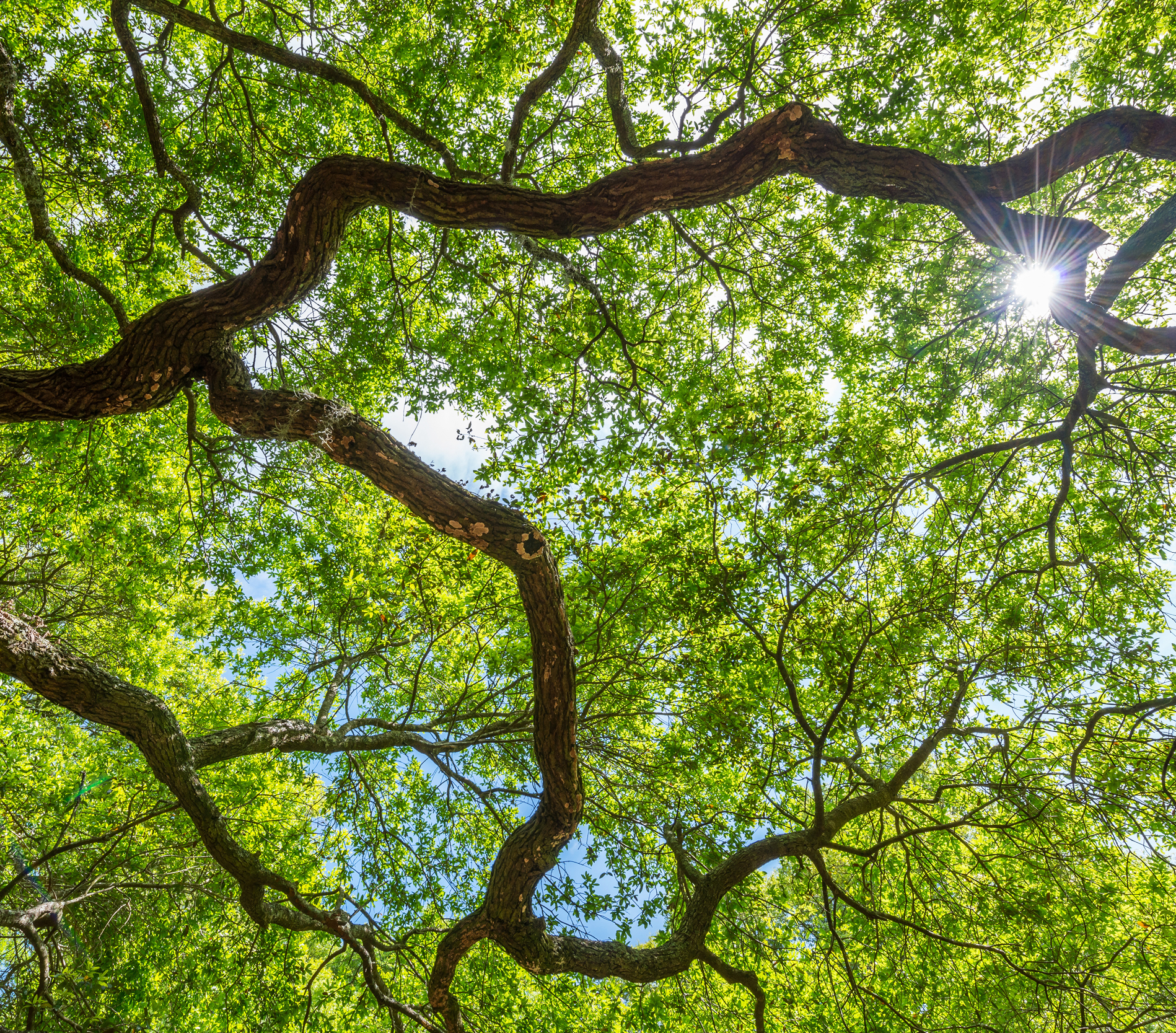 The Original Canopy Tour - contact us